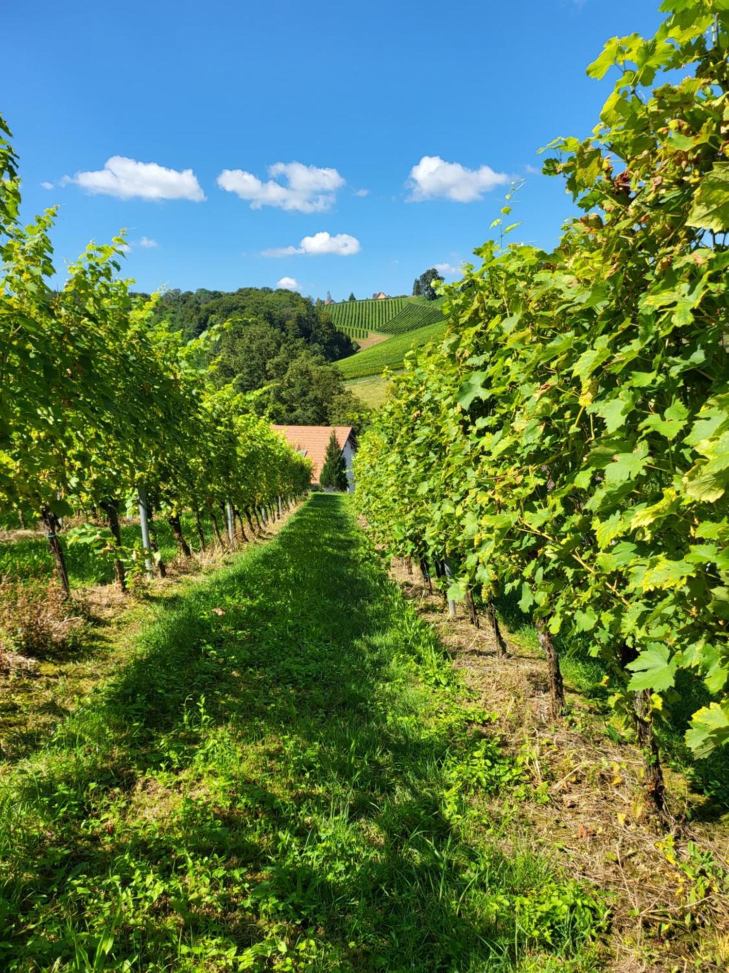 Ferienhaus Zangl Am Seggauberg - Suedsteiermark ไลบ์นิทซ์ ภายนอก รูปภาพ